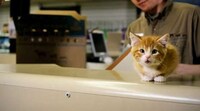 Conversing Kitten Campaigns Image 4