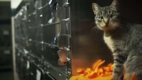 Conversing Kitten Campaigns Image 5