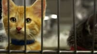 Conversing Kitten Campaigns Image 6