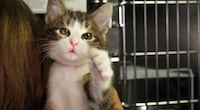 Conversing Kitten Campaigns Image 7