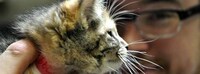 Conversing Kitten Campaigns Image 8
