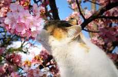 Feline Flower Photo Shoots