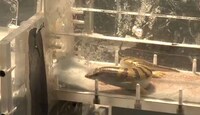 Sand Snake Robots Image 3