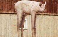 Long-Legged Cow Campaigns Image 2