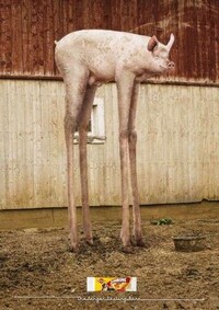 Long-Legged Cow Campaigns Image 3