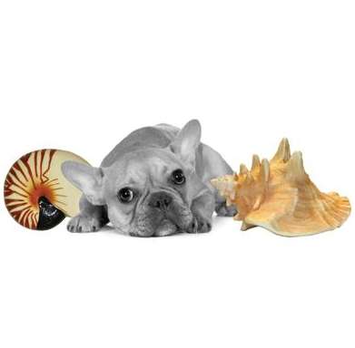 Shell-Tastic Pet Playthings