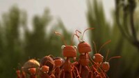 Adorable Insect Ads Image 5