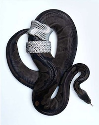 Overly Accessorized Animals Image 2