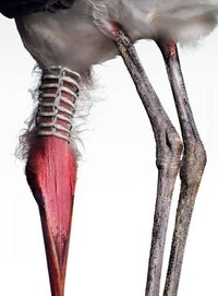 Overly Accessorized Animals Image 4