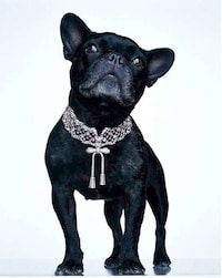 Overly Accessorized Animals Image 5