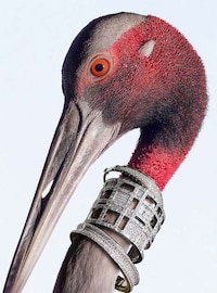 Overly Accessorized Animals Image 6