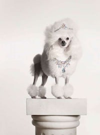 Overly Accessorized Animals Image 7