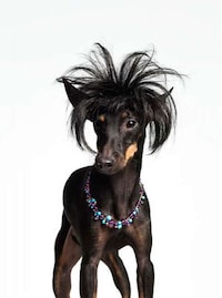 Overly Accessorized Animals Image 8