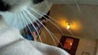Feline-Directed Films Image 3