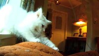 Feline-Directed Films Image 4