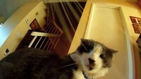 Feline-Directed Films Image 5