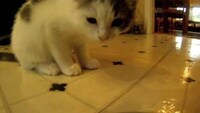 Feline-Directed Films Image 7