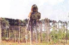 Forest Fusion Photography