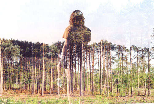 Forest Fusion Photography