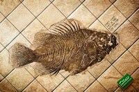 Fossilized Food Campaigns Image 2