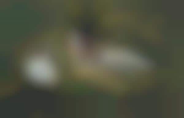 Angelic Pastoral Photography