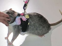 Rodent Runways Image 2