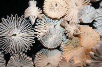Lively Paper Sculptures Image 4