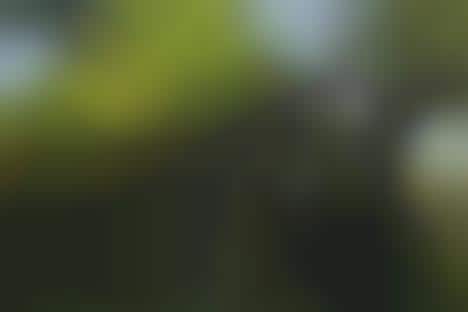 Sweeping Vine Bookcases