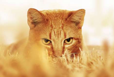 Preying Feline Prints