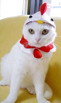 Cozy Cat Costumes