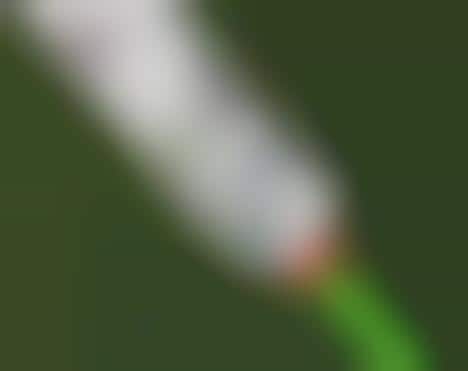 Billboards on Insects