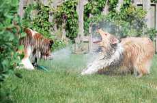 Hysterical Dog Photography