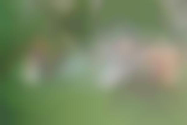 Hysterical Dog Photography