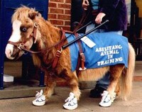 Bus-Riding Horses