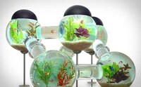 Maze-Like Fish Tanks