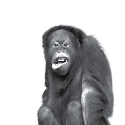 Endangered Species Schedules