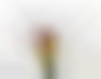 Floral Explosion Photography Image 1