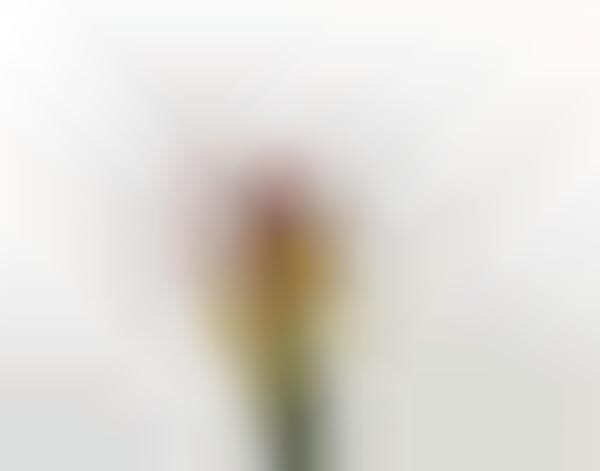 Floral Explosion Photography