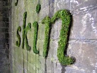 Green Moss Graffiti Image 4