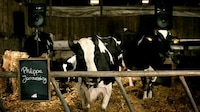 Classical Concert Cows Image 4