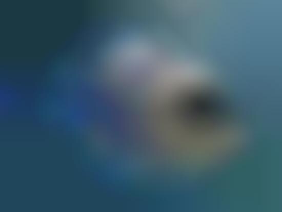 Cyborg Sea Creatures