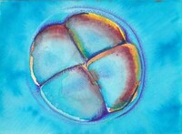 Embyronic Conception Art Image 6
