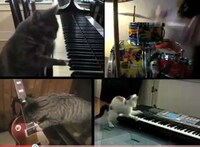 Feline Fixation Auto-Tunes Image 6