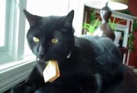 Feline Fixation Auto-Tunes Image 7