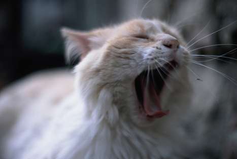 Feline Fascination Blogs