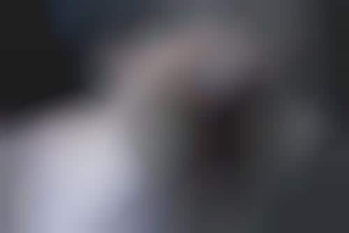 Feline Fascination Blogs
