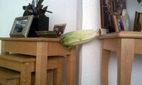 Silly Edible Still Lifes Image 2