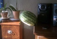 Silly Edible Still Lifes Image 8