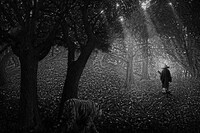 Jungle Journey Captures Image 3