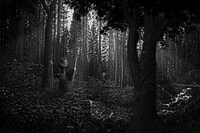 Jungle Journey Captures Image 4